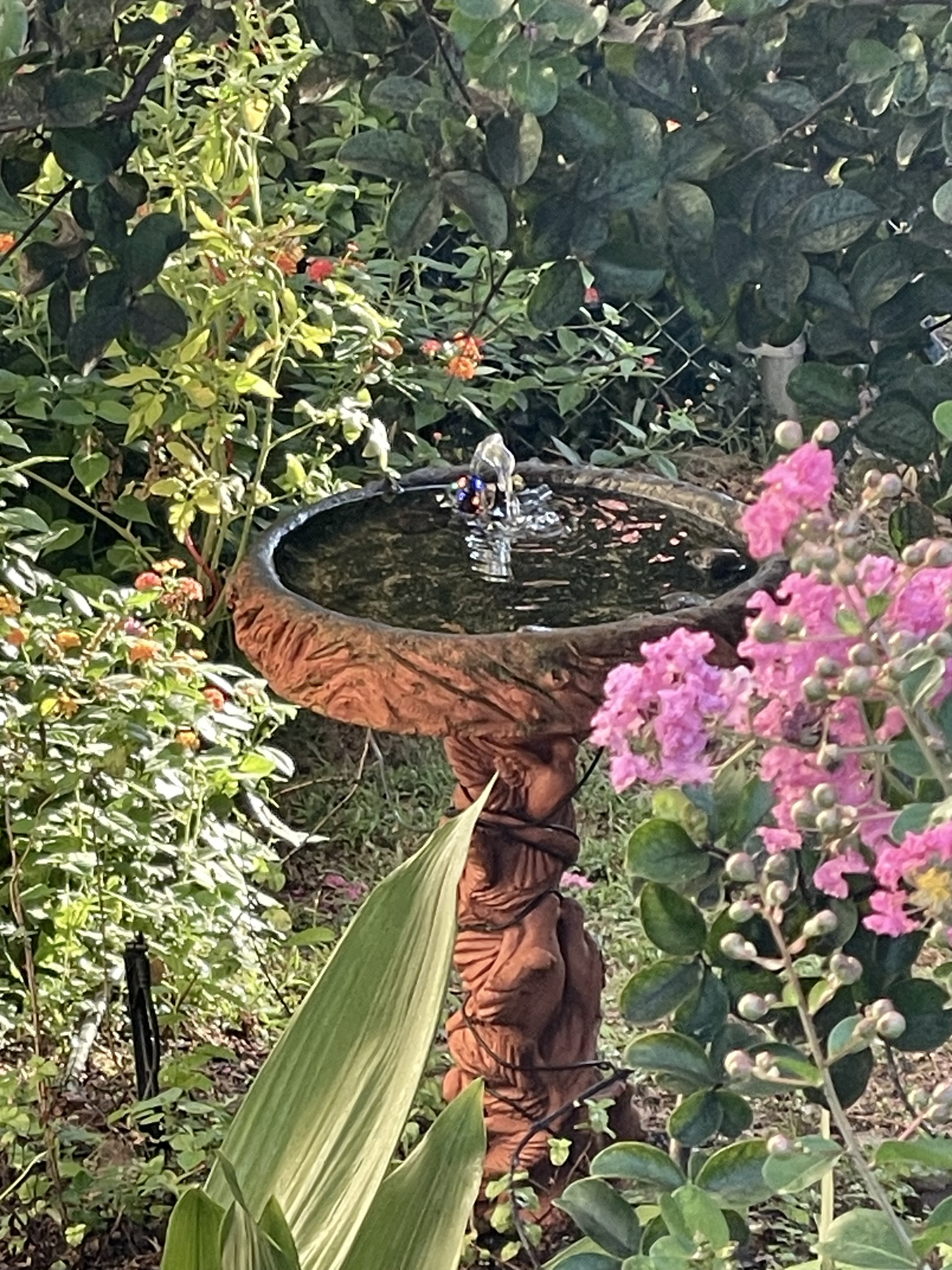 Birdbath along the walkway to 1023 apartment